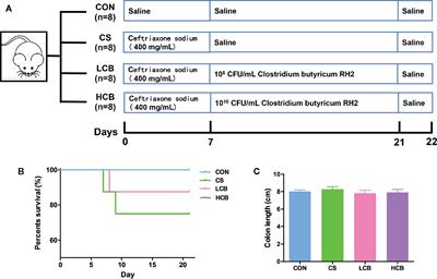 The Anti-Inflammatory Effect and Mucosal Barrier Protection of Clostridium butyricum RH2 in Ceftriaxone-Induced Intestinal Dysbacteriosis